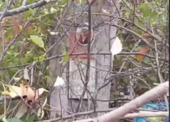 На Славянском кладбище в Краснодаре могилы завалили грудой срубленных веток