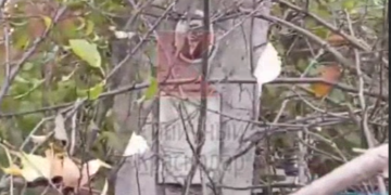 На Славянском кладбище в Краснодаре могилы завалили грудой срубленных веток