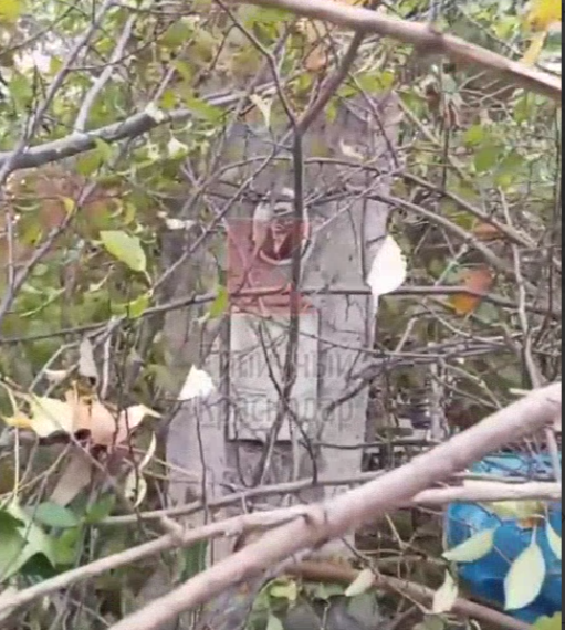 На Славянском кладбище в Краснодаре могилы завалили грудой срубленных веток