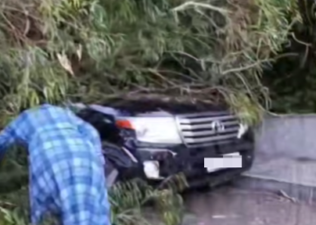 Целебный эвкалипт в Сочи «припарковался» на автомобиль Toyota