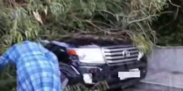 Целебный эвкалипт в Сочи «припарковался» на автомобиль Toyota