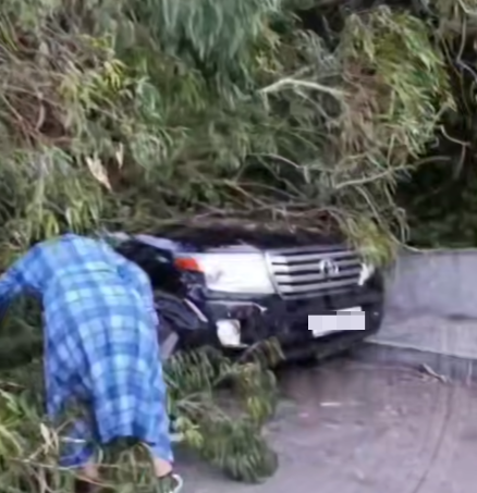 Целебный эвкалипт в Сочи «припарковался» на автомобиль Toyota