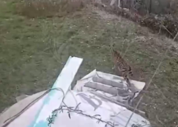 Африканский сервал третьи сутки пугает жителей Хостинского района Сочи