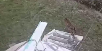 Африканский сервал третьи сутки пугает жителей Хостинского района Сочи