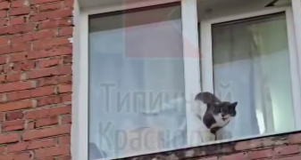 В Краснодаре пушистого проказника спасли из оконной ловушки