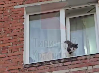 В Краснодаре пушистого проказника спасли из оконной ловушки