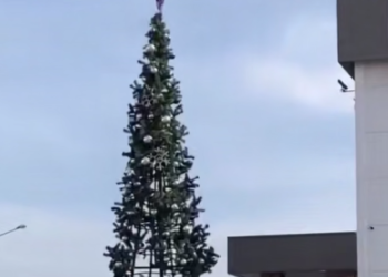 В Краснодаре начали устанавливать новогодние елки в 20-градусное тепло