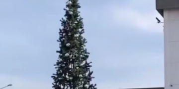 В Краснодаре начали устанавливать новогодние елки в 20-градусное тепло