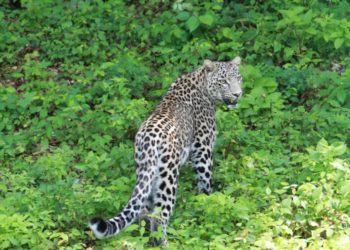 «Выпускной» для леопарда в Сочи: Казбек готовится к экзамену на воле