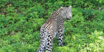 «Выпускной» для леопарда в Сочи: Казбек готовится к экзамену на воле