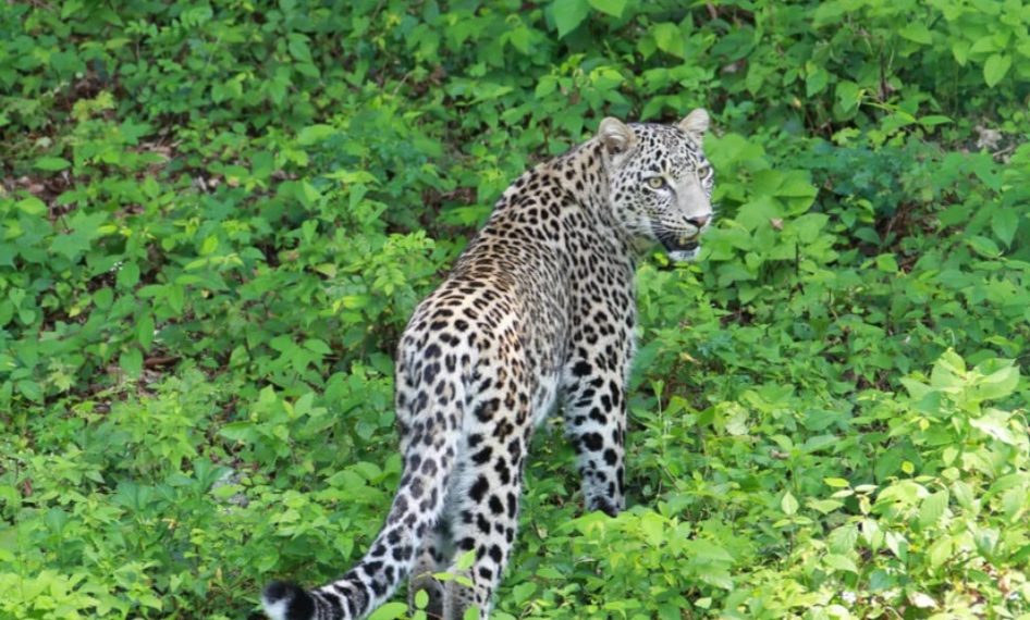 «Выпускной» для леопарда в Сочи: Казбек готовится к экзамену на воле
