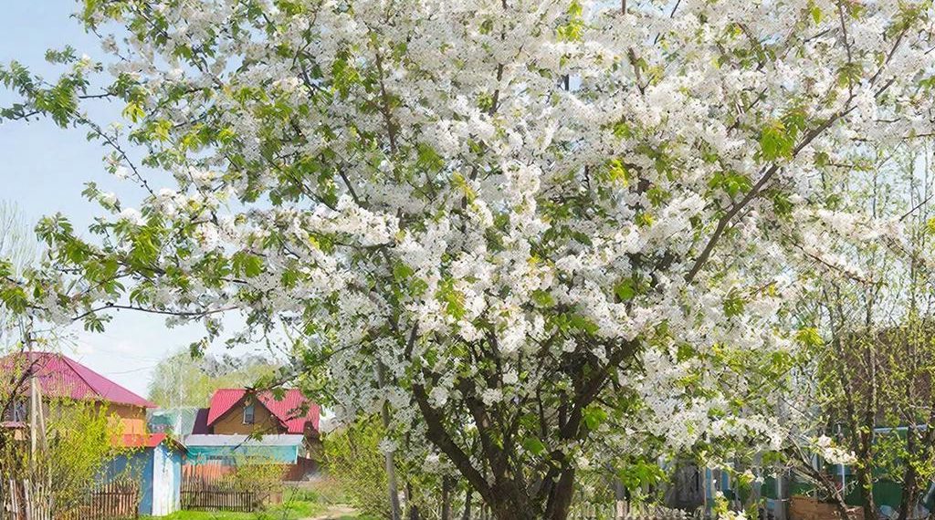 Аномальное цветение алычи наблюдают жители Краснодара на исходе осени