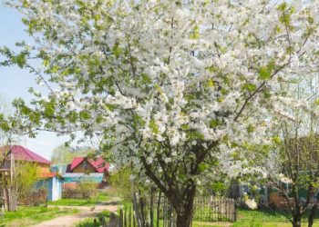 Аномальное цветение алычи наблюдают жители Краснодара на исходе осени