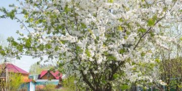 Аномальное цветение алычи наблюдают жители Краснодара на исходе осени