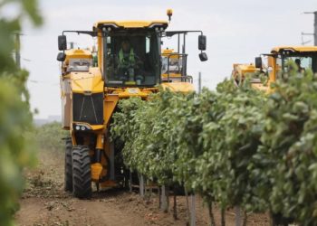 Кондратьев: на Кубани собрали рекордные 305 тысяч тонн винограда в 2025 году