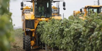 Кондратьев: на Кубани собрали рекордные 305 тысяч тонн винограда в 2025 году