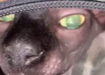 Бесшерстный кот породы сфинкс оказался выброшен в промзоне Краснодара