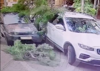 В Сочи ветка упала на дорогу и повредила два автомобиля