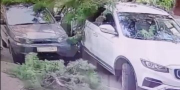 В Сочи ветка упала на дорогу и повредила два автомобиля