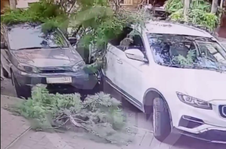 В Сочи ветка упала на дорогу и повредила два автомобиля