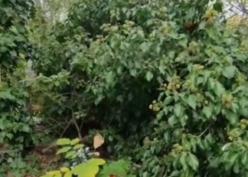 В Краснодаре дерево на могиле не могут убрать 7 месяцев