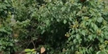 В Краснодаре дерево на могиле не могут убрать 7 месяцев