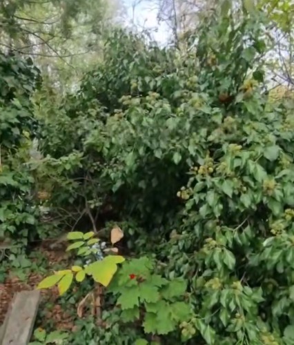 В Краснодаре дерево на могиле не могут убрать 7 месяцев