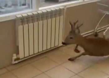 На Кубани косуля забежала в магазин