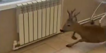 На Кубани косуля забежала в магазин