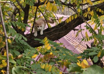 В Новороссийске спасли впавшего в ступор на дереве котенка
