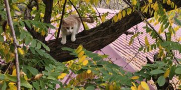 В Новороссийске спасли впавшего в ступор на дереве котенка