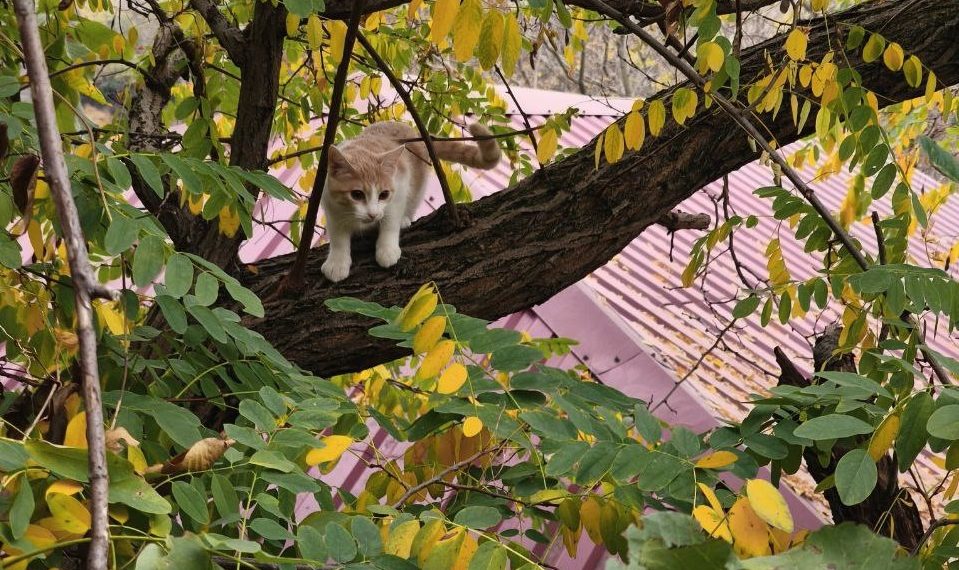 В Новороссийске спасли впавшего в ступор на дереве котенка