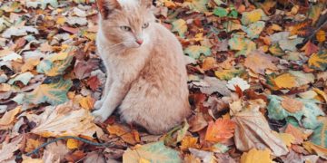 Точный прогноз погоды на понедельник и вторник 17 и 18 ноября на Кубани