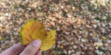 Прогноз погоды на понедельник 3 ноября в Краснодарском крае