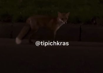 В Краснодаре сняли на видео лису