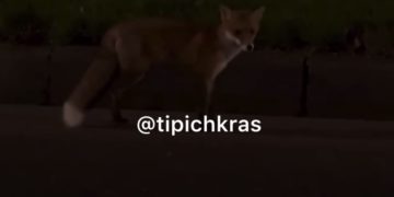 В Краснодаре сняли на видео лису