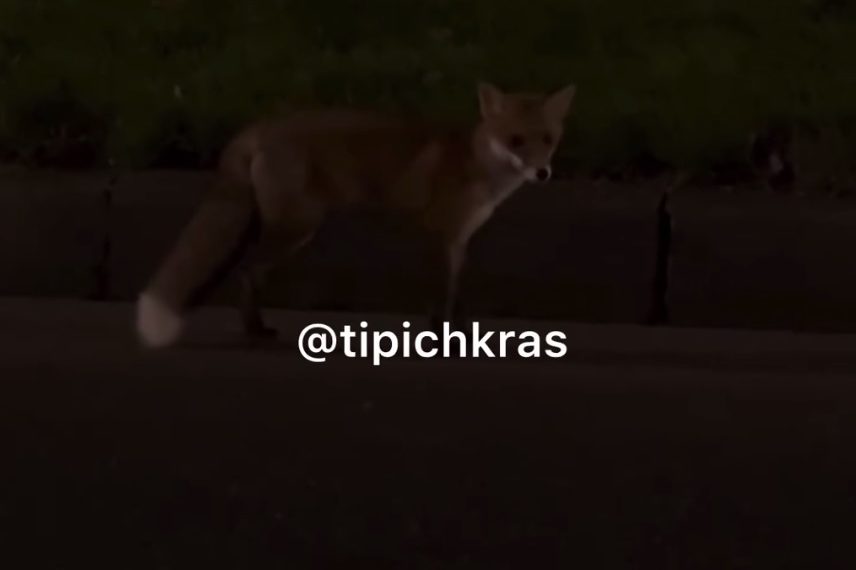 В Краснодаре сняли на видео лису