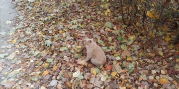На Кубань возвращается осеннее тепло: синоптики обещают до +23