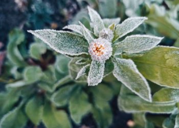 Официальный прогноз погоды на воскресенье 16 ноября на Кубани