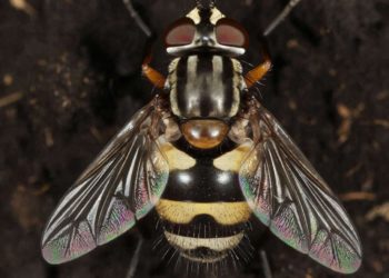 Средиземноморская муха-вредитель угрожает урожаю цитрусовых в Сочи