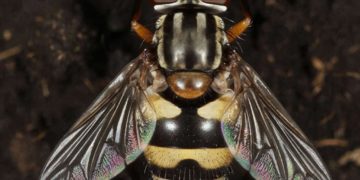 Средиземноморская муха-вредитель угрожает урожаю цитрусовых в Сочи