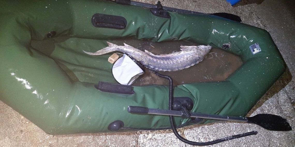 На Кубани мужчину судили за вылов краснокнижного осетра