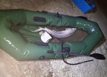 На Кубани мужчину судили за вылов краснокнижного осетра