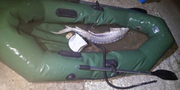 На Кубани мужчину судили за вылов краснокнижного осетра