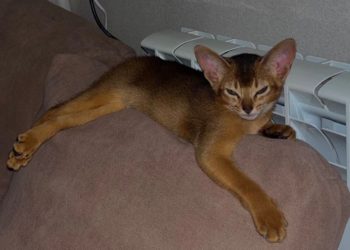 В Сочи передумали давать тепло