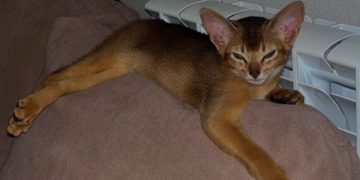 В Сочи передумали давать тепло