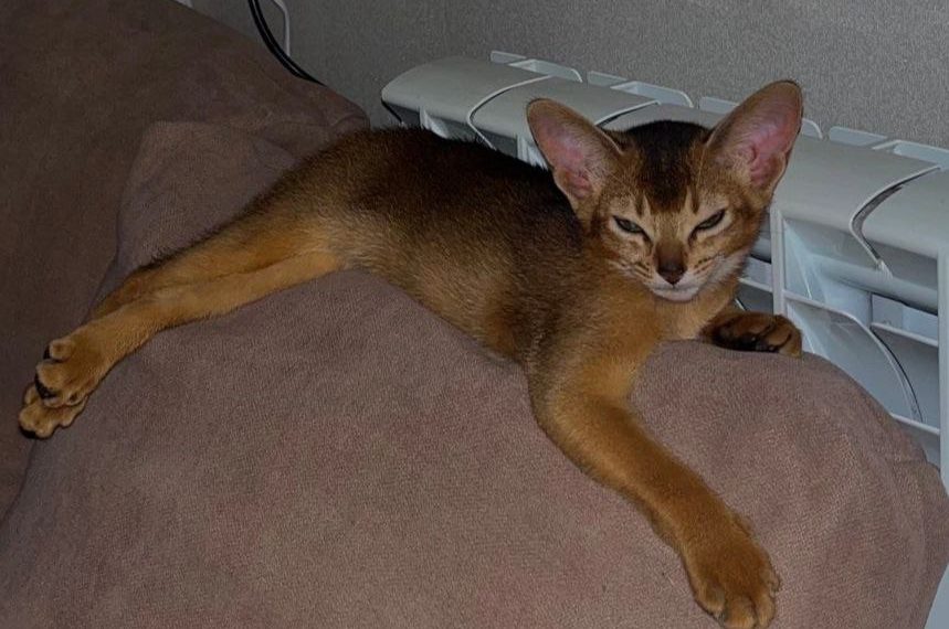 В Сочи передумали давать тепло