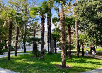 На компенсационное озеленение в Сочи выделили 400 млн рублей в 2025 году