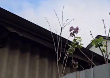 В Краснодаре расцвела сирень 15 ноября