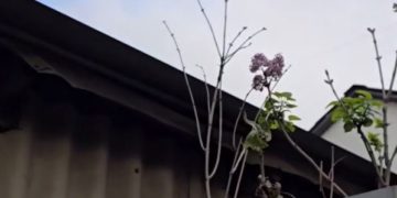 В Краснодаре расцвела сирень 15 ноября